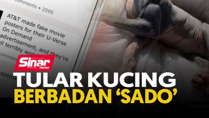 Tular kucing berbadan ‘sado’