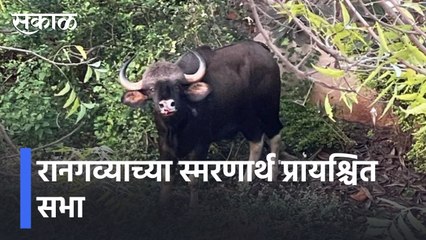 Pune l कोथरुडकरांकडून अनोखी श्रद्धांजली, जखमी गव्याचा झाला होता मृत्यू l Sakal