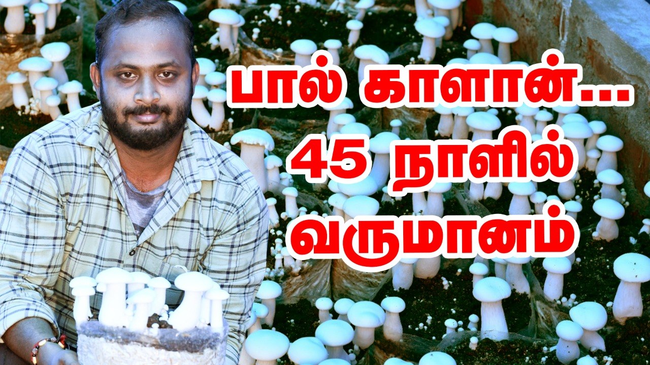 45 நாள்களில் வருமானம் பார்க்காலம்... பால் காளான் வளர்பபில் கலக்கும் இளைஞர்..! Mushroom