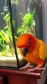 parrot bird | #bird #parrot #pets #aniamls |
