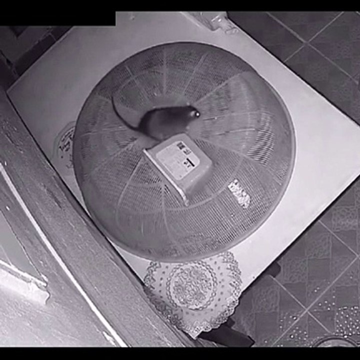 Rémy de Ratatouille fait ses provisions pour Noël