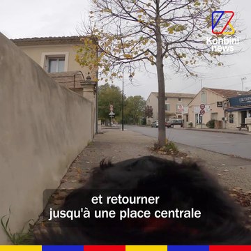 L'école qui éduque des chiens guides pour les mineurs malvoyants | REPORTAGE