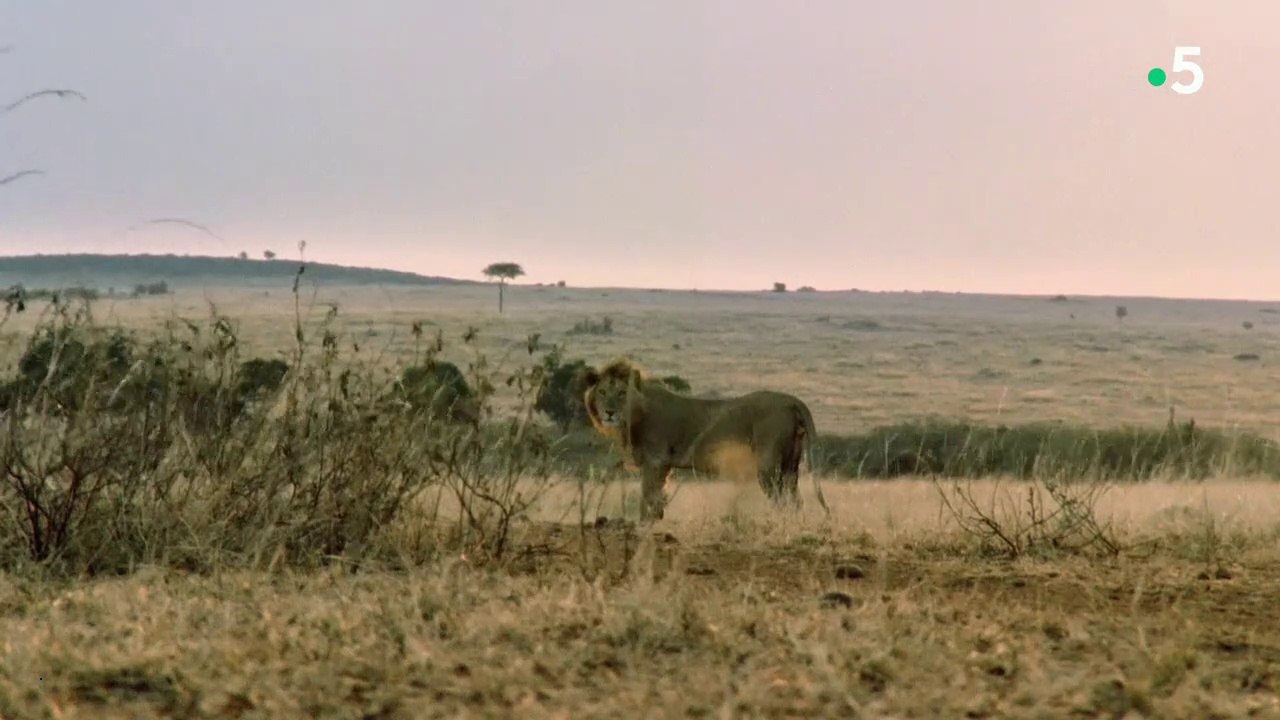 La vie des animaux - Vivre en société