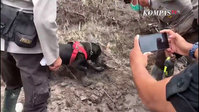 Anjing Pelacak K-9 Dikerahkan Bantu Pencarian Korban Erupsi Gunung Semeru