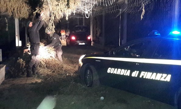 Pontelatone (CE) - Sequestrata piantagione di marijuana da 30 milioni di euro (07.12.21)