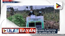 Tatlong ektaryang marijuana plantation, sinira ng mga otoridad sa Lanao del Sur