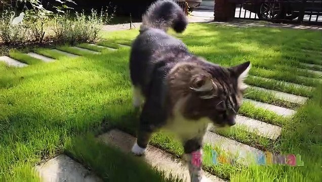 Gatos e Gatinhos Miando - Som de Gatos