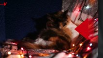 Things That We Love About the Holidays That Are Extremely Dangerous for Our Pets