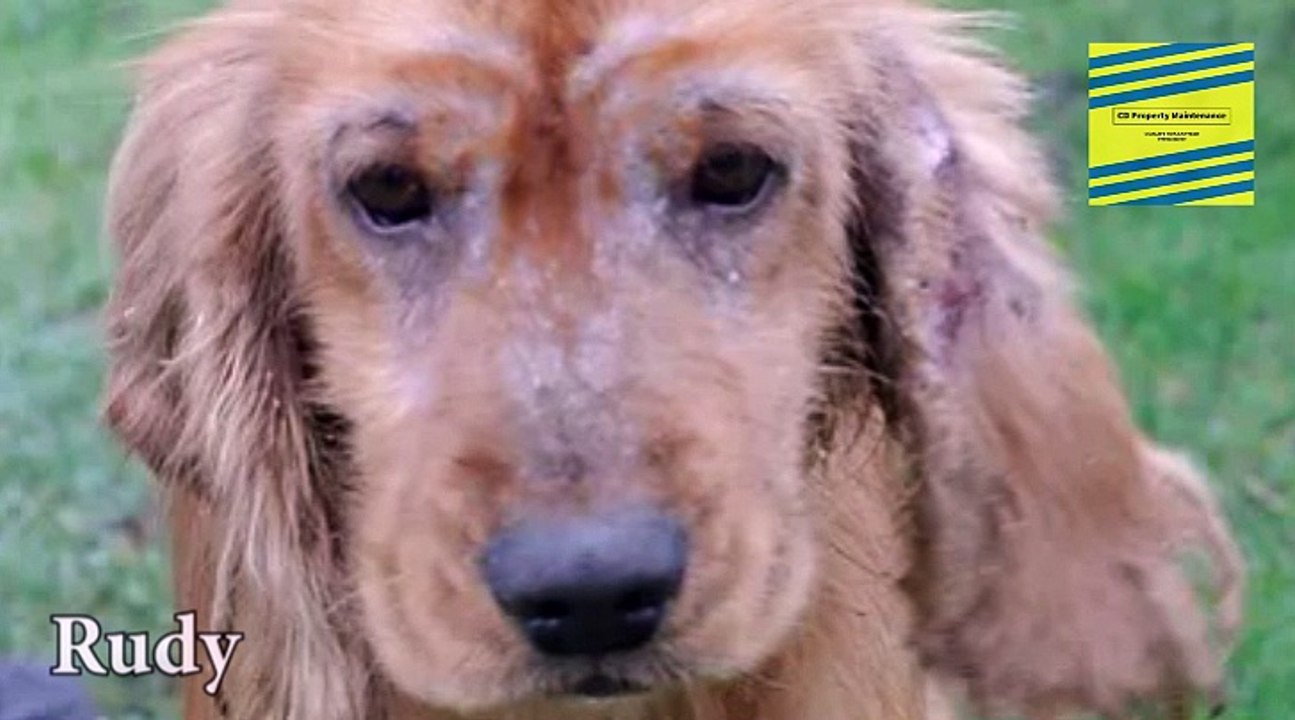 Good Life Dog Rescue Rudy