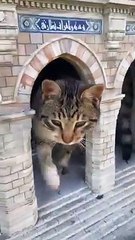 İBB: İstanbul'un dev kedilere ev sahipliği yaptığını biliyor muydunuz?