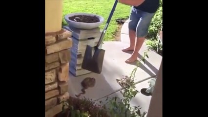 Il tente de neutraliser un serpent avec une pelle... pas simple