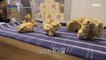 [HOT]Truffle Fair in Italy., MBC 다큐프라임 211205