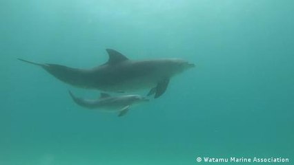Trying to stop declining dolphin numbers in Kenya