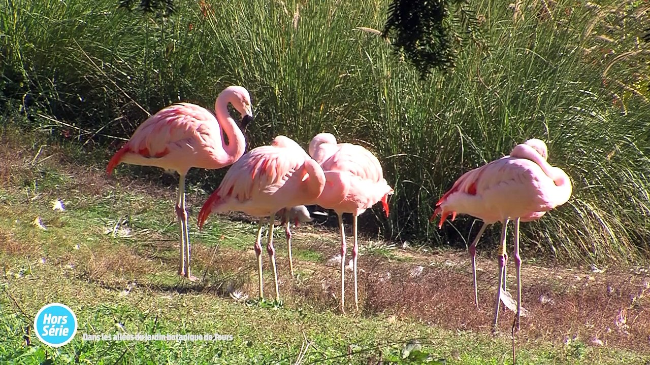 Hors Série - 09/12/2021 - Jardin Botanique de Tours