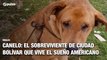 La nueva vida de Canelo: el perro sobreviviente de Ciudad Bolívar que vive sueño americano | Pulzo