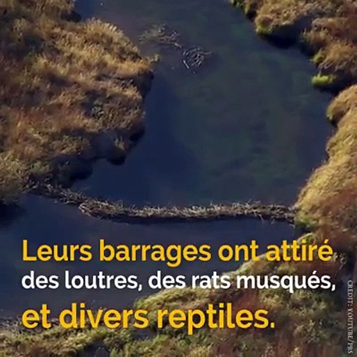 les loups