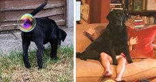 Ces deux labradors nommés grands gagnants du concours « Comedy Pet Photography Awards »