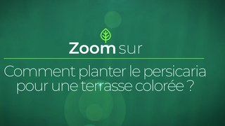 Comment planter le persicaria pour une terrasse colorée ?
