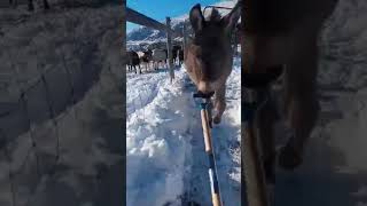 Silly Donkey Helps Shovel Snow