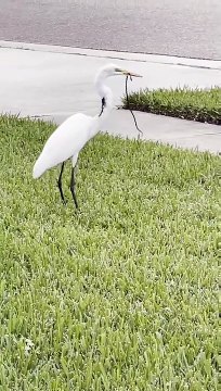 Ce heron a un petit soucis... il mange et remange sa nourriture à l'infini