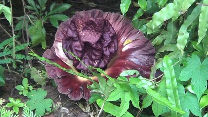 Bunga Bangkai Tumbuh di Kawasan Wisata Alam Bukit Sulap Lubuklinggau