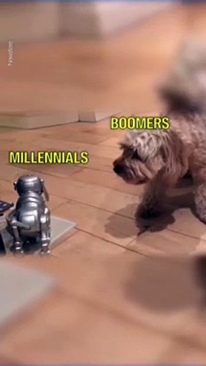 Perro real vs perro robot