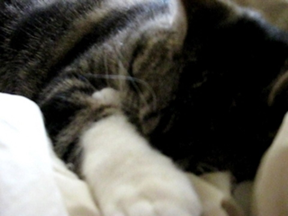 Georgie the Sleepy Cat