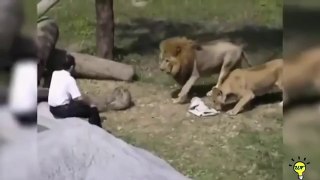 Lions attacks humans  #wildanimals #wildlife