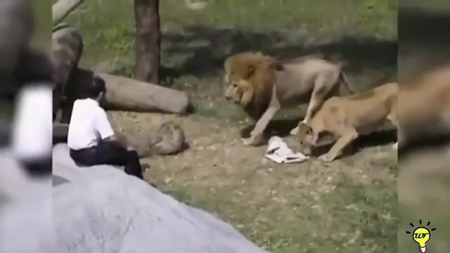 Lions attacks humans #wildanimals #wildlife