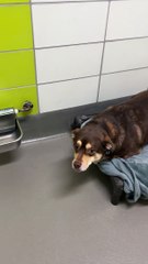 Nervous Pup Carries Favorite Toy For Comfort