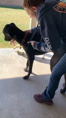 Great Dane Pup Catches Mouse