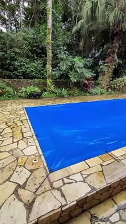 Pup Plays on Covered Pool