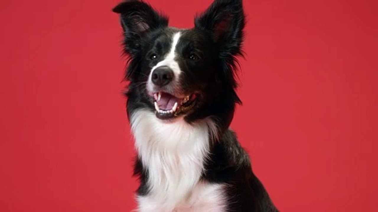 Close-Up View of a Border Collie