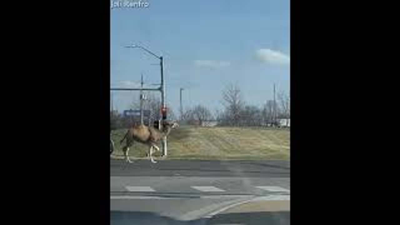 Kansas Camel Struts Down Street
