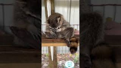 Rescued Raccoon Sleeps Sitting Up