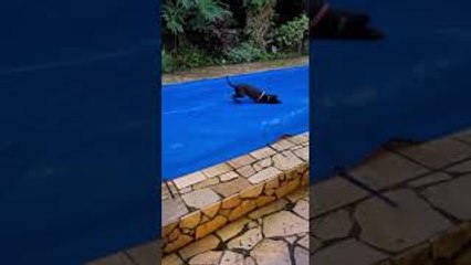 Pup Plays on Covered Pool
