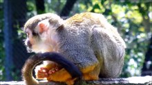 Le monde animal