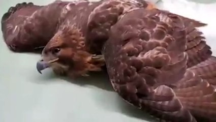 Wildlife experts urging hunters to stop using lead ammo