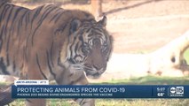 Phoenix Zoo is looking to vaccinate its animals