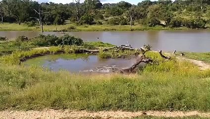 الحيوانات والطبيعة الساحرة ‎ اقوي افتراس في افريقيا Facebook.vd.default