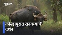 Kolhapur lकोल्हापुरात रानगव्याचे दर्शन  l bison in Kolhapur l Sakal Media