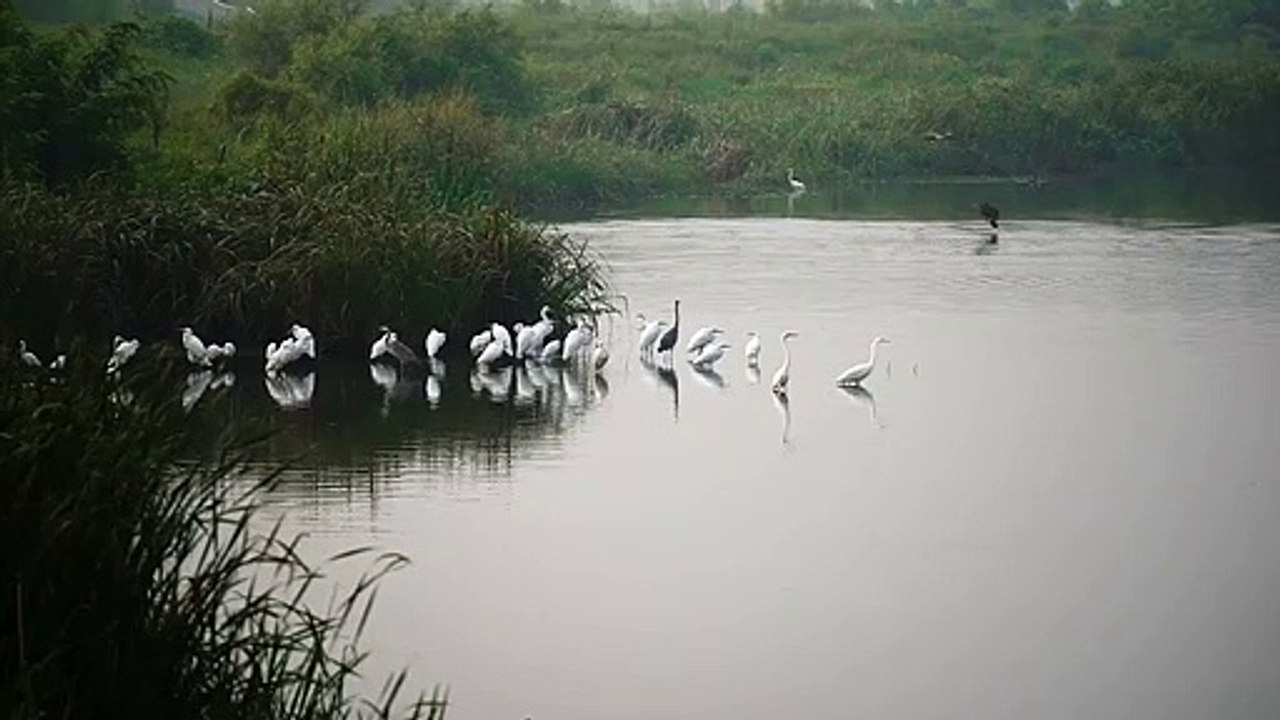 Asmr environmental and nature sounds to relax you (crickets 1) / Asmr sonidos ambientales y de la naturaleza para relajarte (grillos 1)