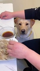 Dog Dinner Time | Funny Dogs | Cute Dogs | AR Studio