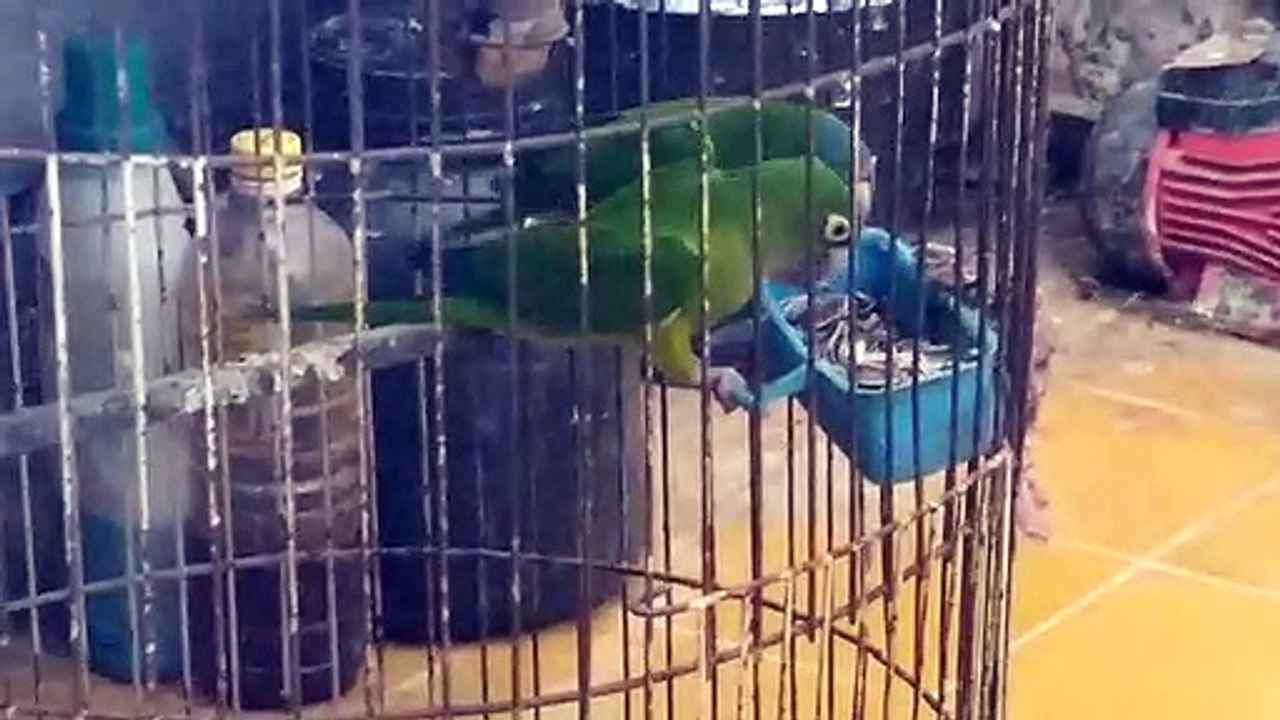 Pericos frente naranja comiendo semillas de girasol