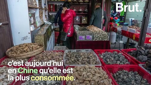 Le porc-épic, victime d'un braconnage intensif