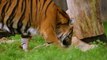 La Navidad llega para los tigres del Zoo de Londres