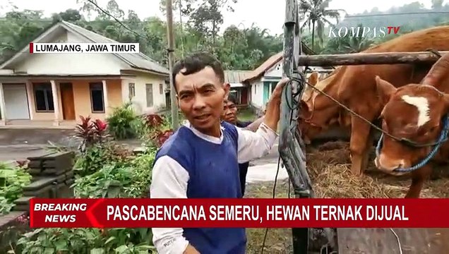 Pascabencana Semeru, Warga Lumajang Pilih Jual Hewan Ternak Mereka yang Selamat