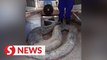 Snakes alive! Civil Defence remove two massive pythons at T'ganu construction site