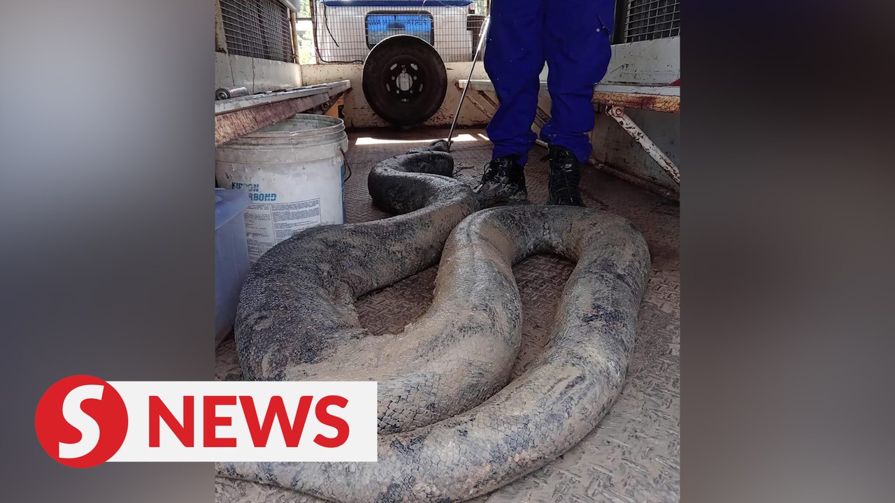 Snakes alive! Civil Defence remove two massive...