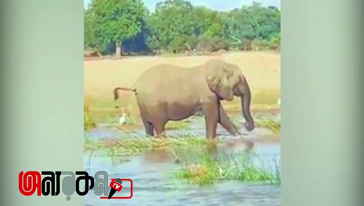 Mother elephant kills crocodile to protect her calf